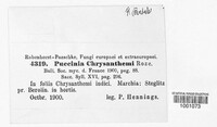 Puccinia chrysanthemi image